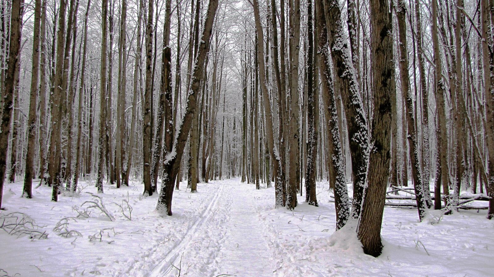 Canon PowerShot SX10 IS sample photo. Winter, nature, trees photography