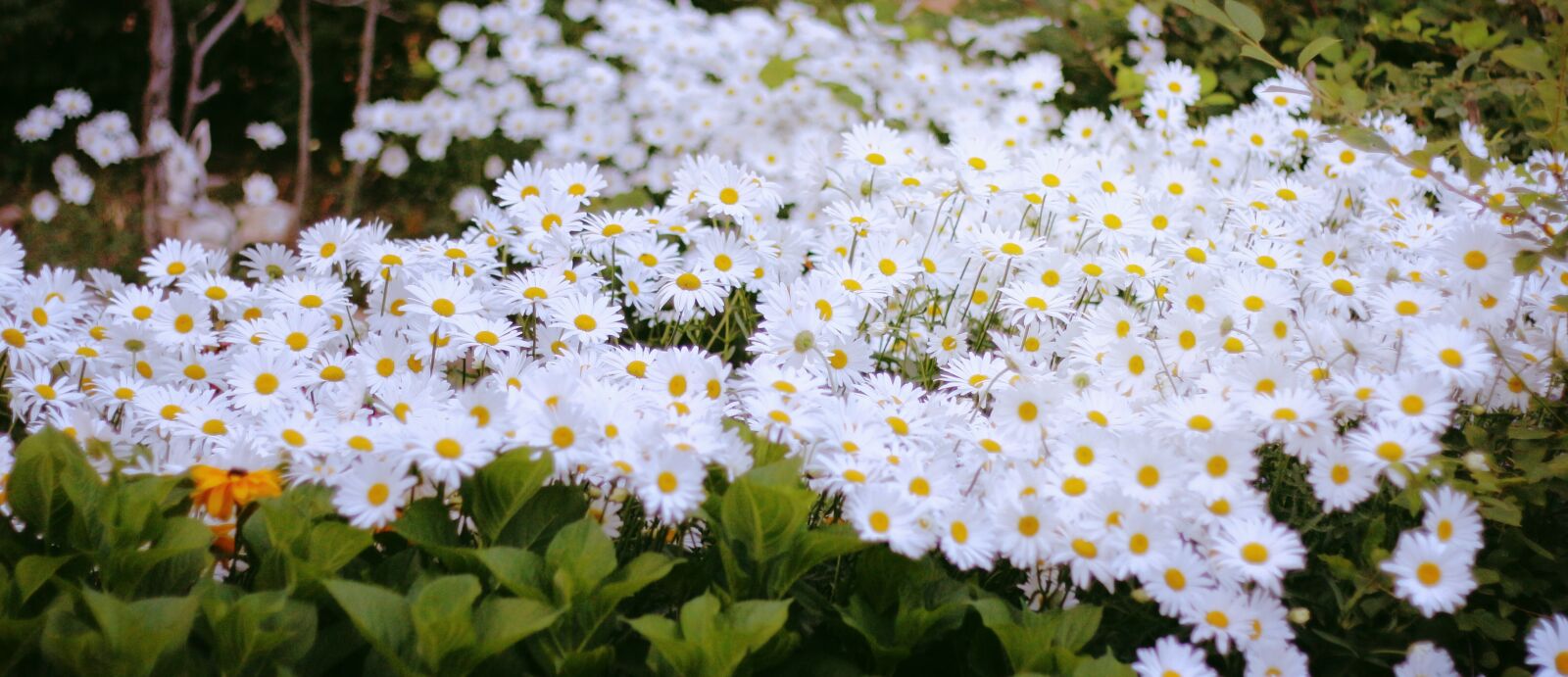 Canon EOS 650D (EOS Rebel T4i / EOS Kiss X6i) + Canon EF 50mm F1.8 II sample photo. Daisy, white, macro photography