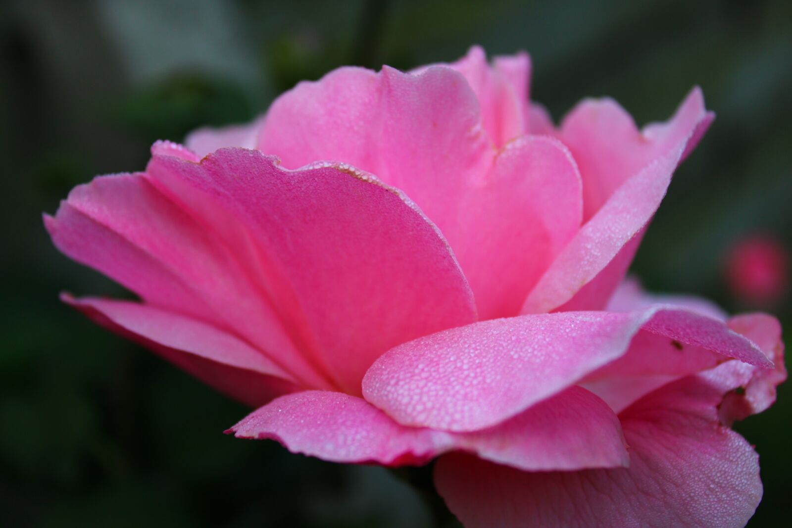 Canon EOS 2000D (EOS Rebel T7 / EOS Kiss X90 / EOS 1500D) sample photo. Pink rose, rose, feeling photography