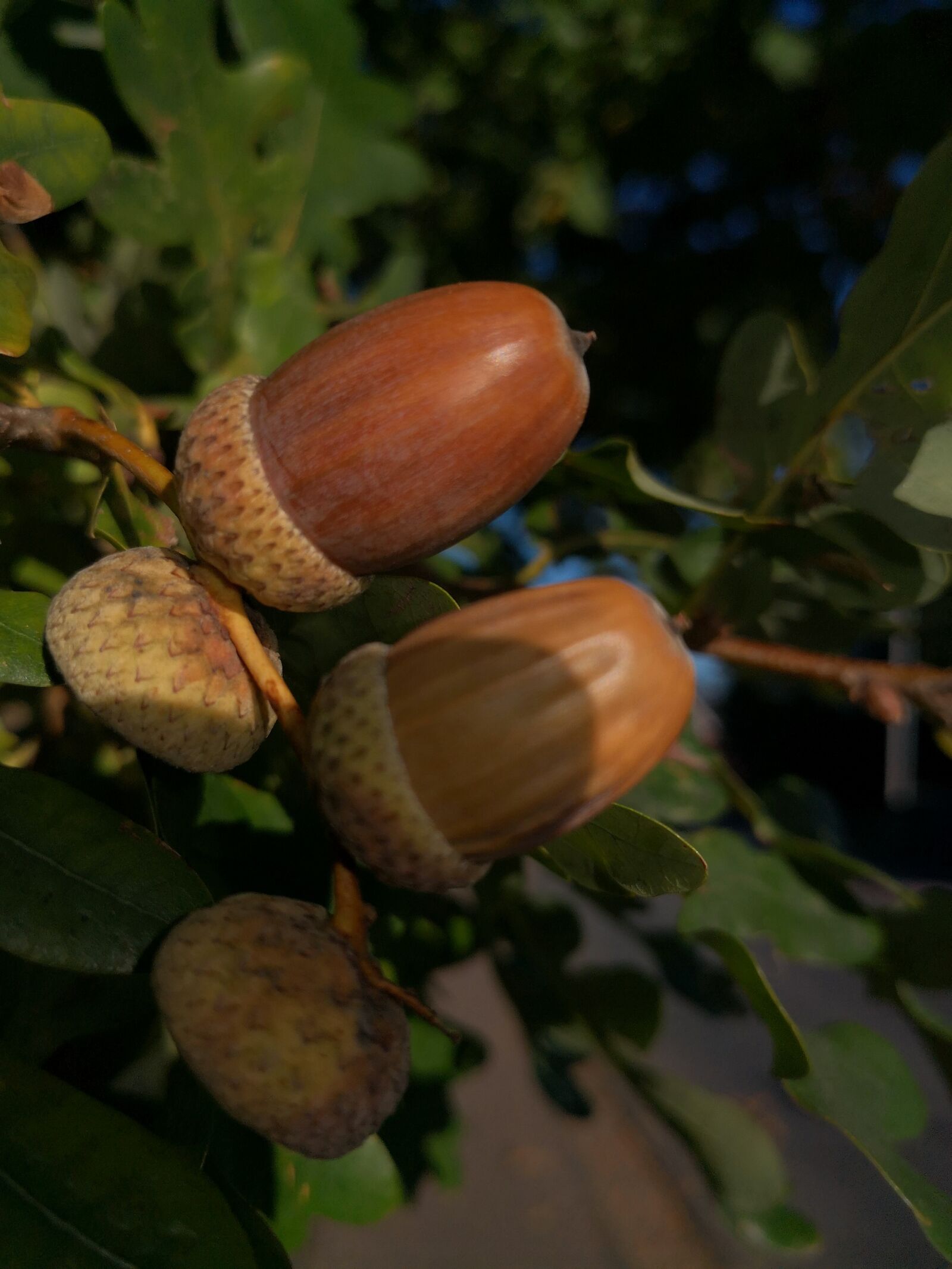 HUAWEI Mate 10 Pro sample photo. Acorns, oak, nature photography