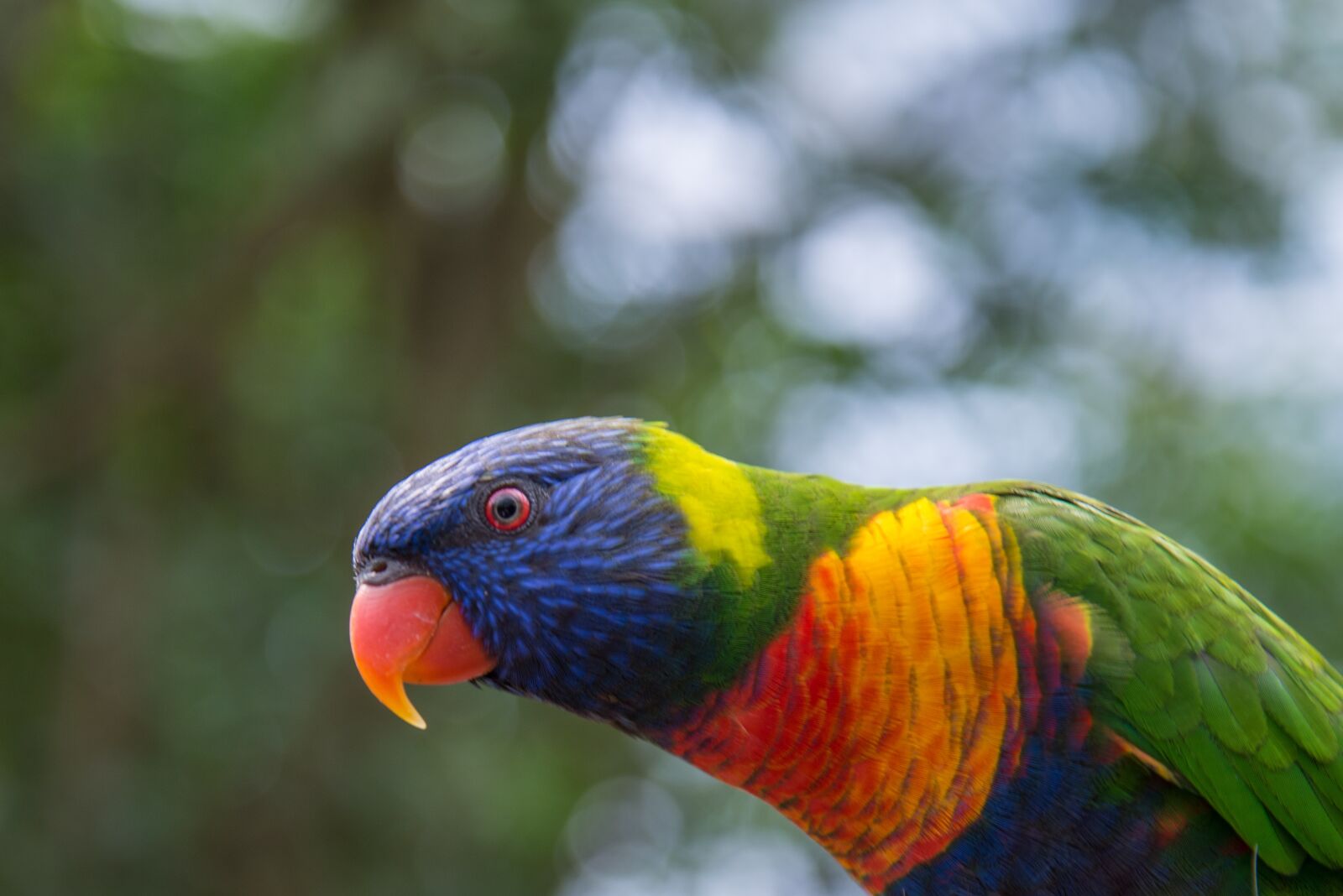Nikon D600 sample photo. Bird, parrot, colour photography