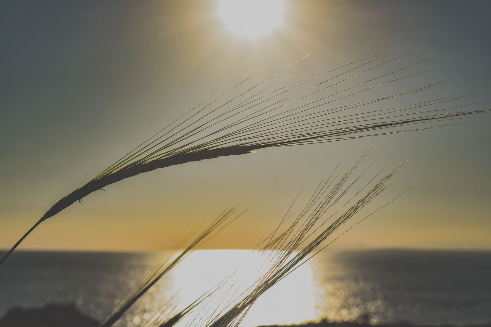 Nikon D3300 sample photo. Cereal, wheat, rural photography