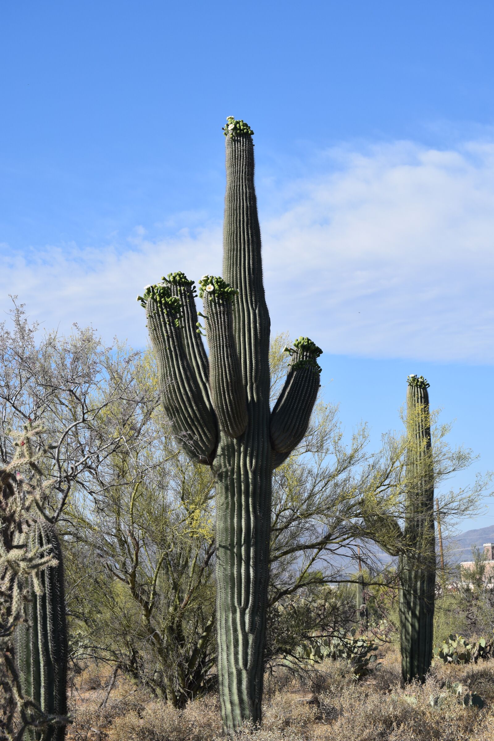 Nikon D3300 sample photo. Cactus, saguaro, arizona photography