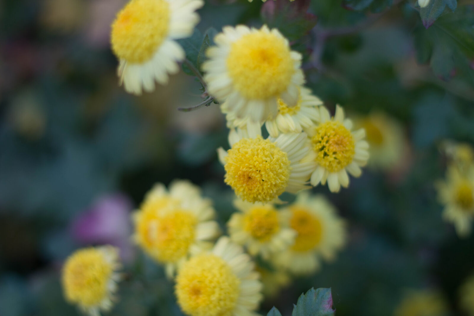 Canon EOS 70D + Canon EF 50mm F1.8 II sample photo