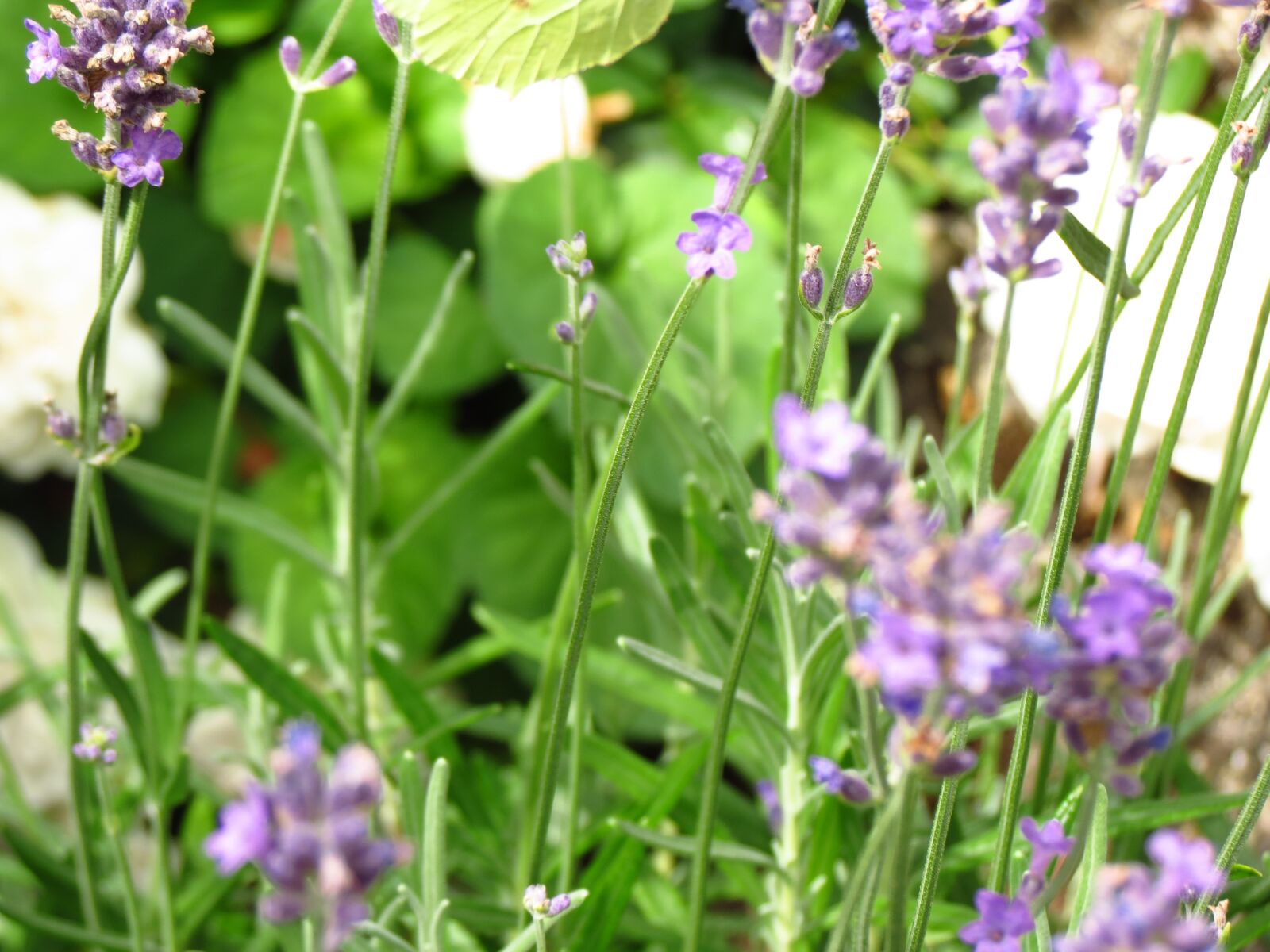 Canon PowerShot SX40 HS sample photo. Flowers, meadow, lavender photography