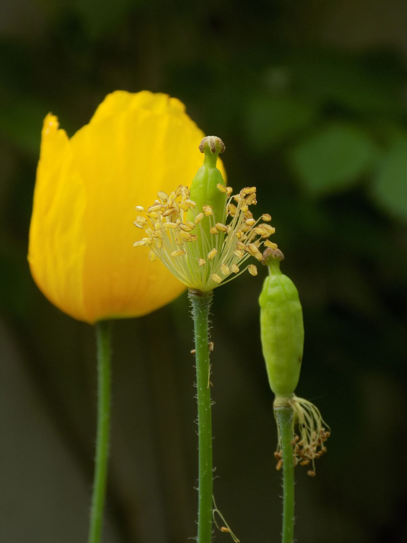 Nikon COOLPIX L340 sample photo. Flower, yellow poppy, nature photography