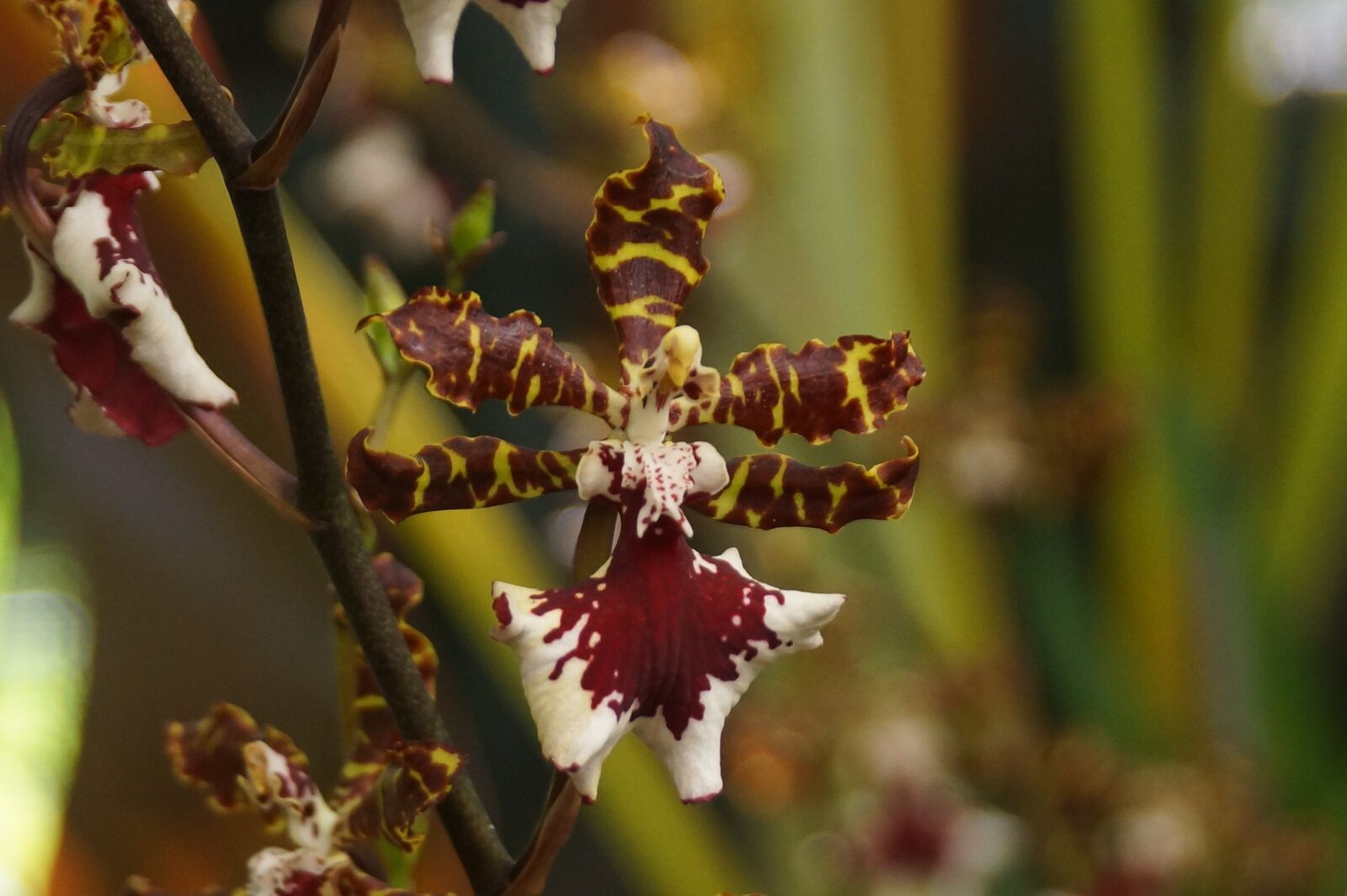 Sony SLT-A77 + Sony DT 18-250mm F3.5-6.3 sample photo. Orchid, summer, flower photography