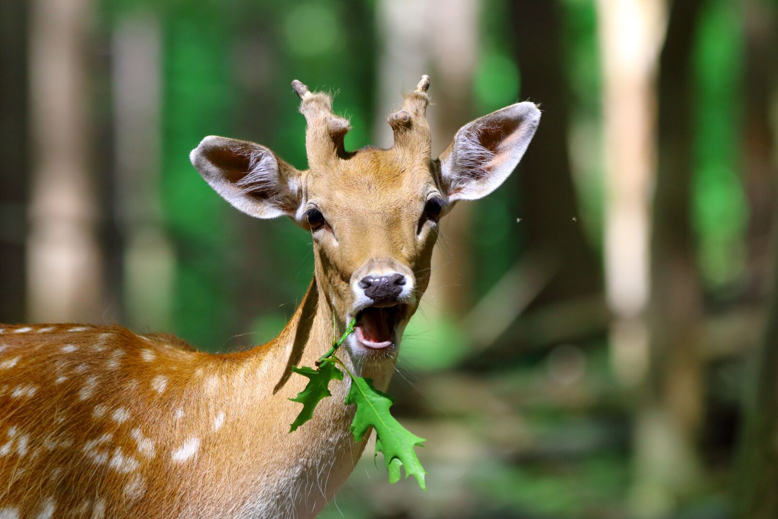 150-600mm F5-6.3 DG OS HSM | Contemporary 015 sample photo. Damm wild, mammal, wild photography