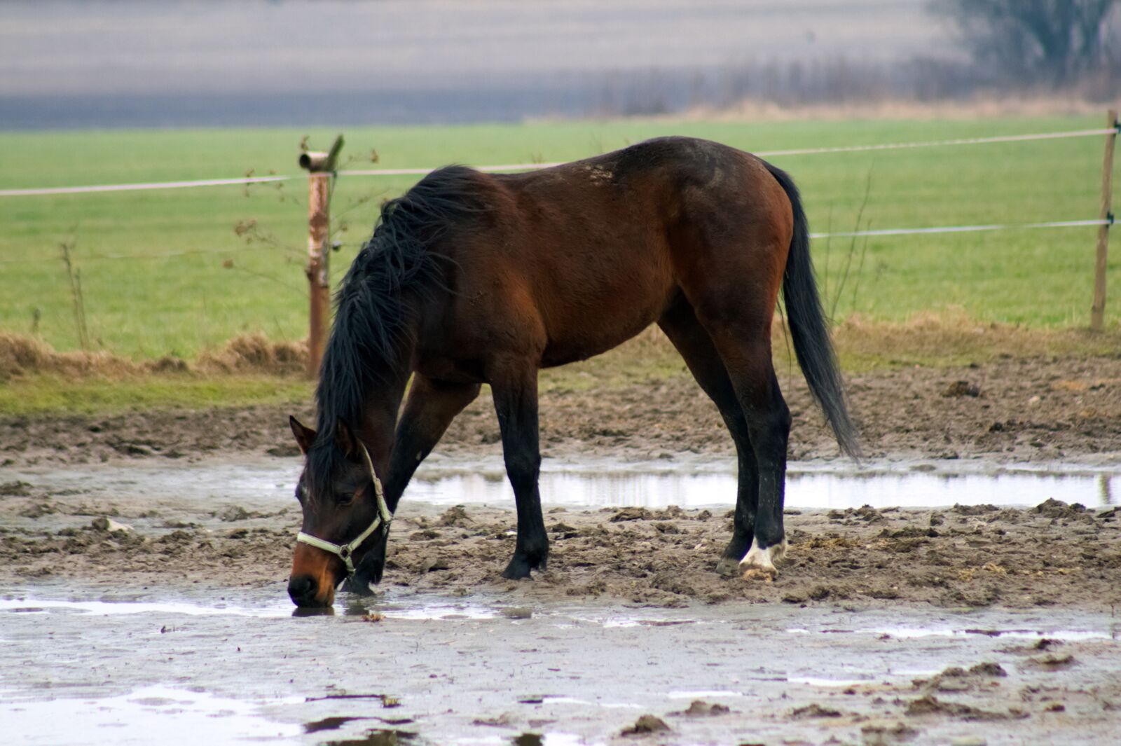 Canon EOS 400D (EOS Digital Rebel XTi / EOS Kiss Digital X) sample photo. The horse, nature, animals photography