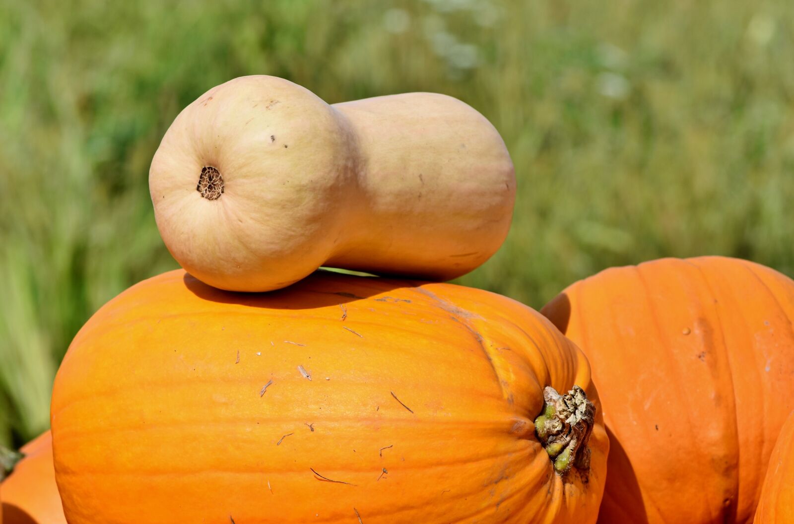 Nikon D7200 sample photo. Pumpkin, fruit, orange photography