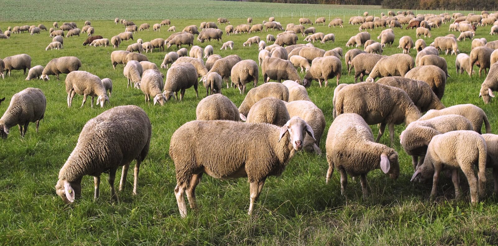 Canon PowerShot G12 sample photo. Sheep, flock, pfrech photography