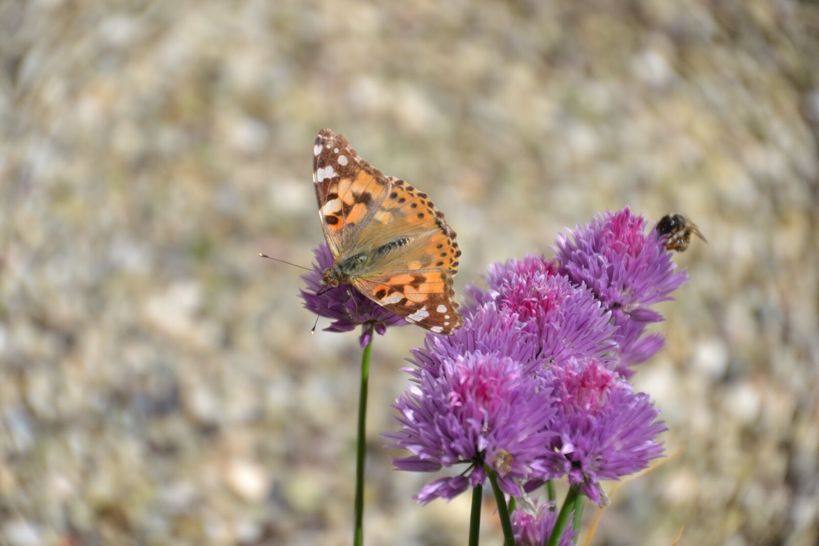 Nikon D3100 sample photo. Butterfly, vanessa cardui, in photography