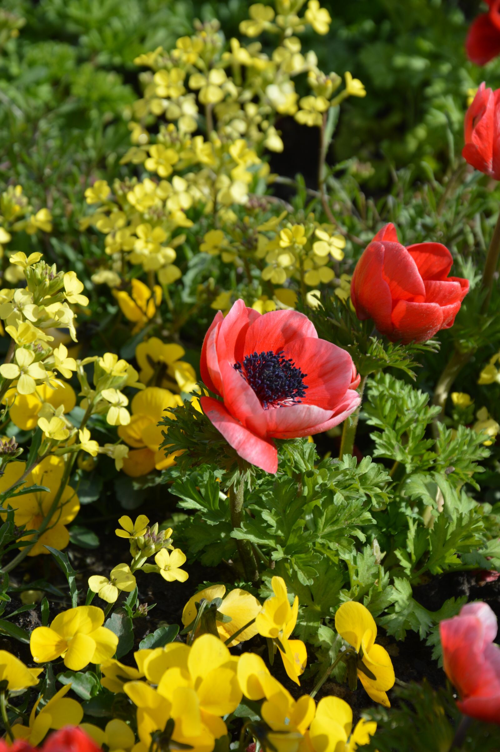 Nikon D3200 sample photo. Flower meadow, spring, flowers photography