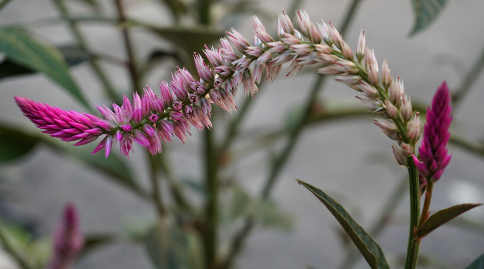 Sony a6300 sample photo. Quail grass, wheat celosia photography