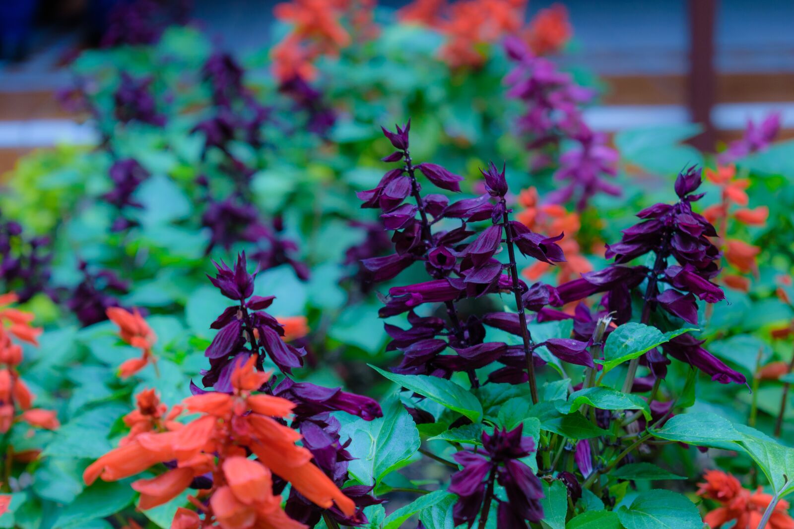 Nikon D5600 sample photo. Flower, garden, nature photography