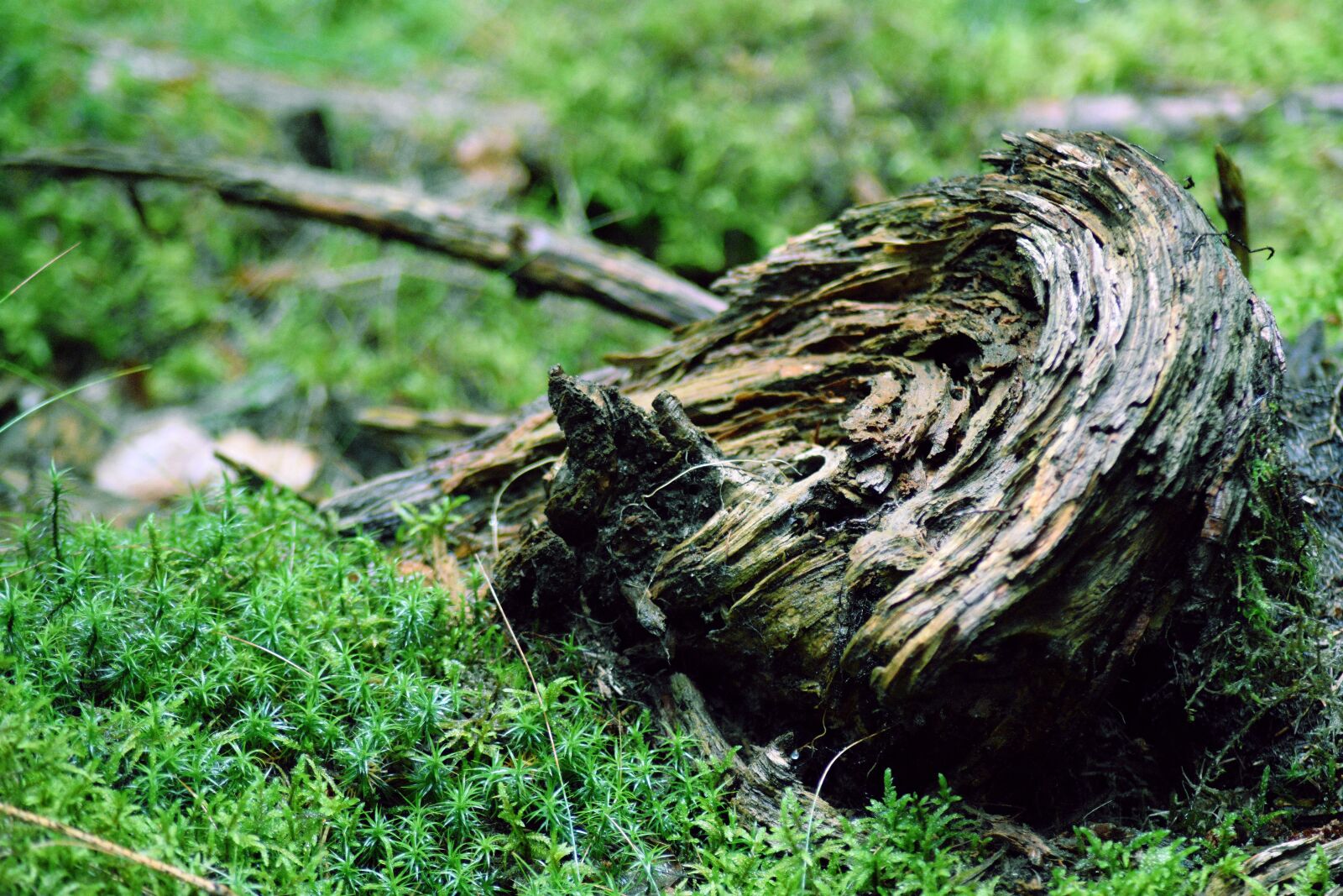 Nikon D3400 sample photo. Moss, wood, root photography