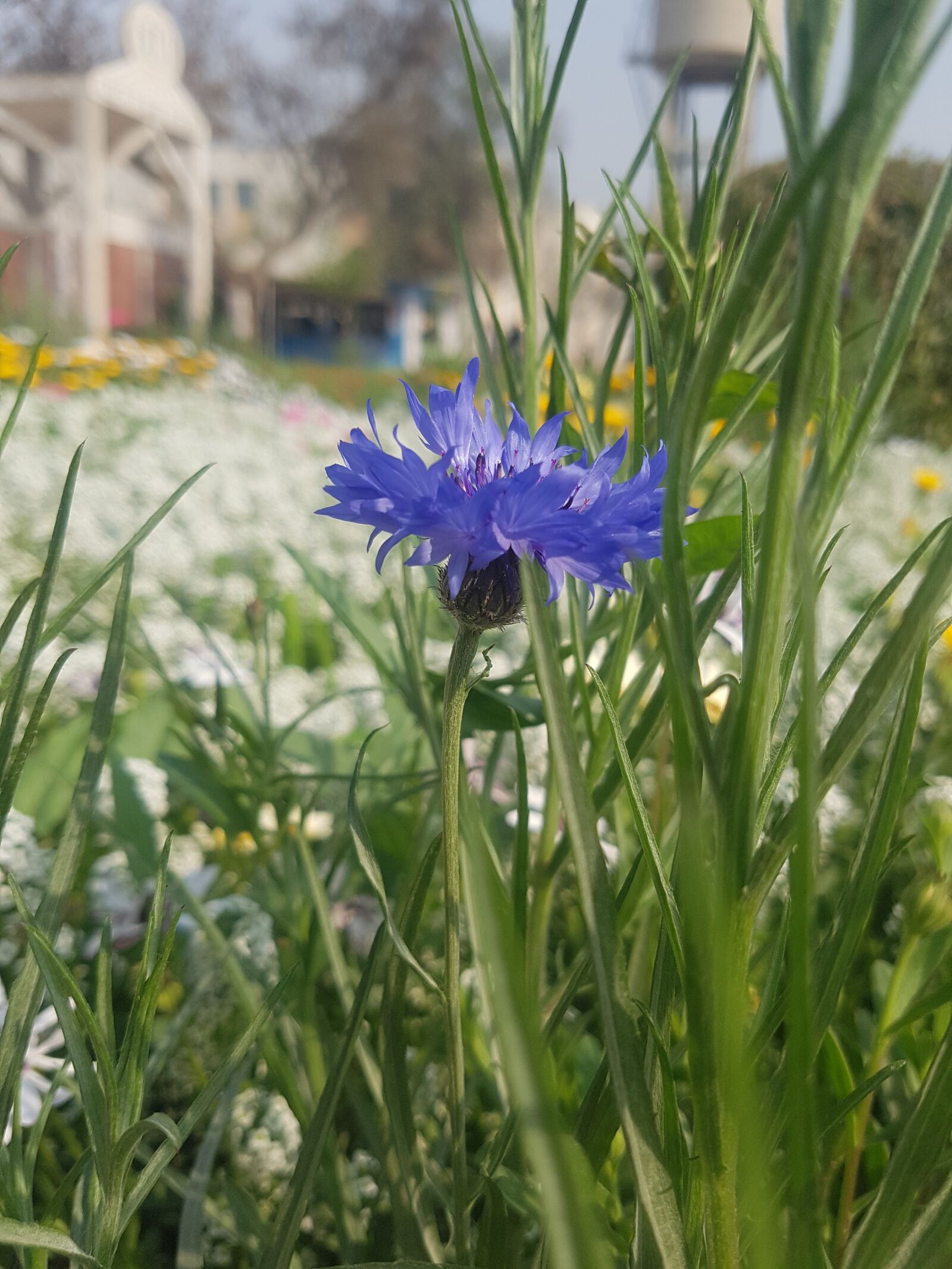 Samsung Galaxy S7 sample photo. Nature, summer, flora photography
