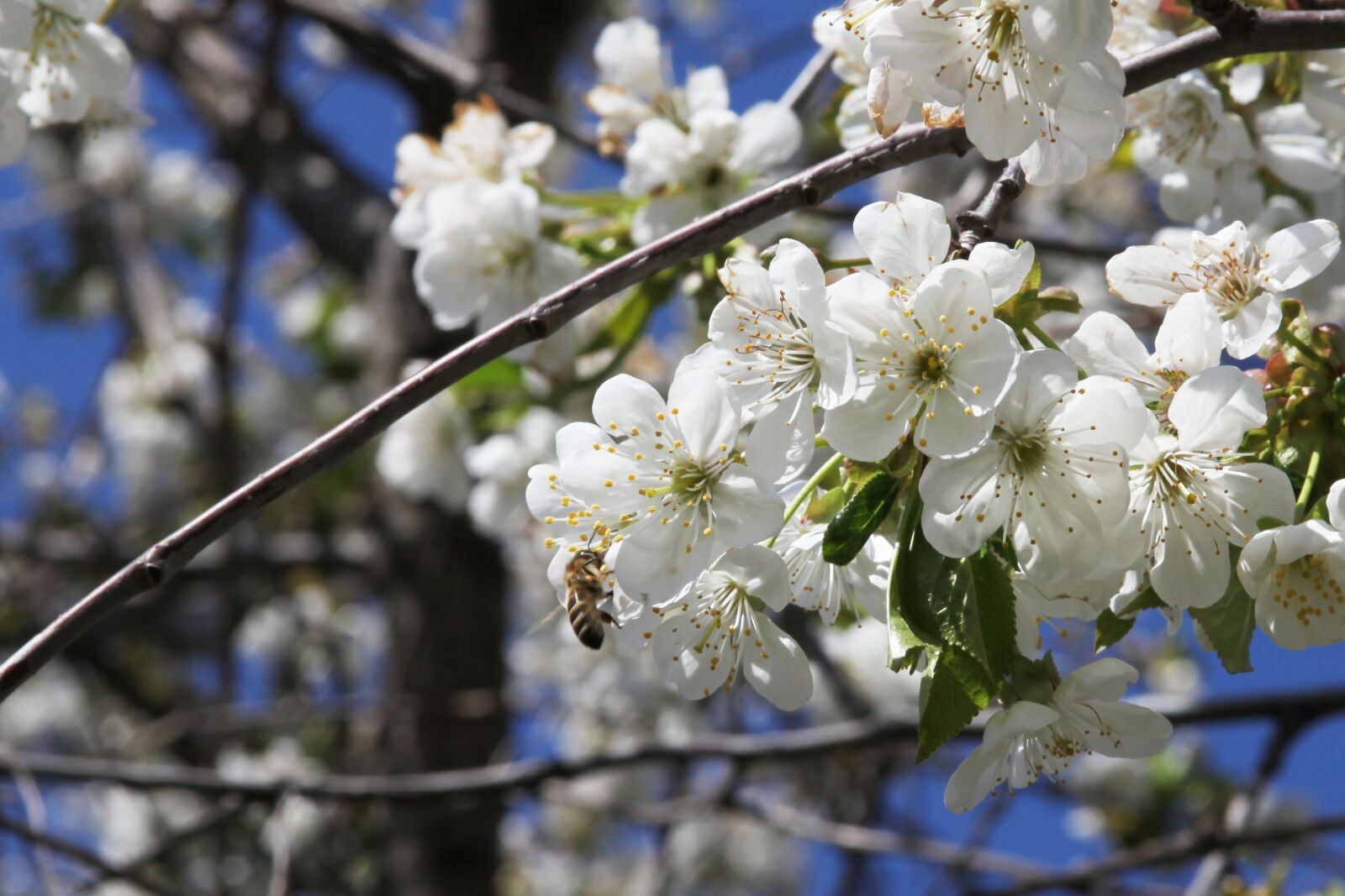 Canon EOS 5D Mark II sample photo. Bee, cherry, bloom photography