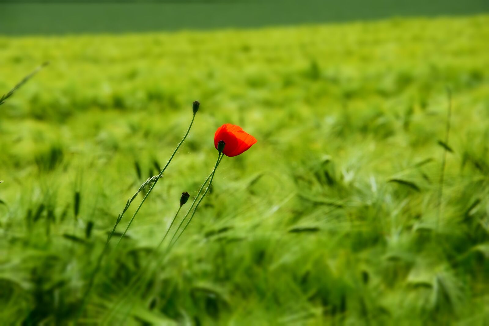 Nikon D7200 sample photo. Poppy, plant, flower photography