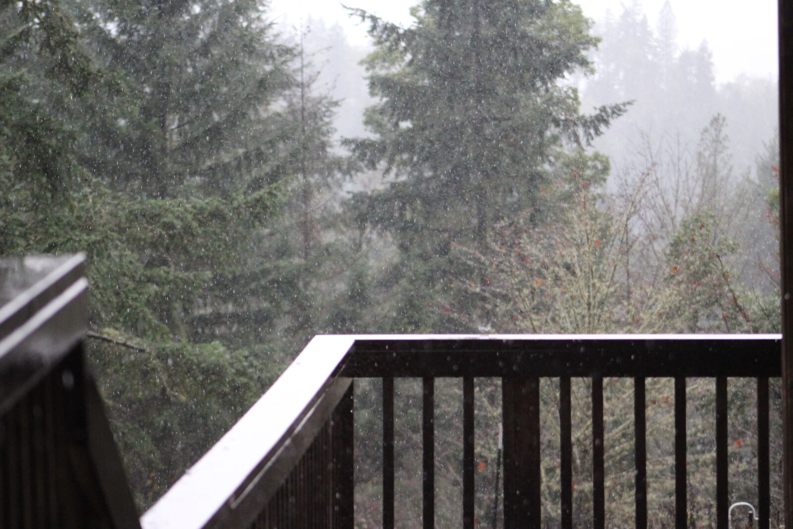 Canon EF 75-300mm f/4-5.6 sample photo. Forest, home, rain, rainy photography
