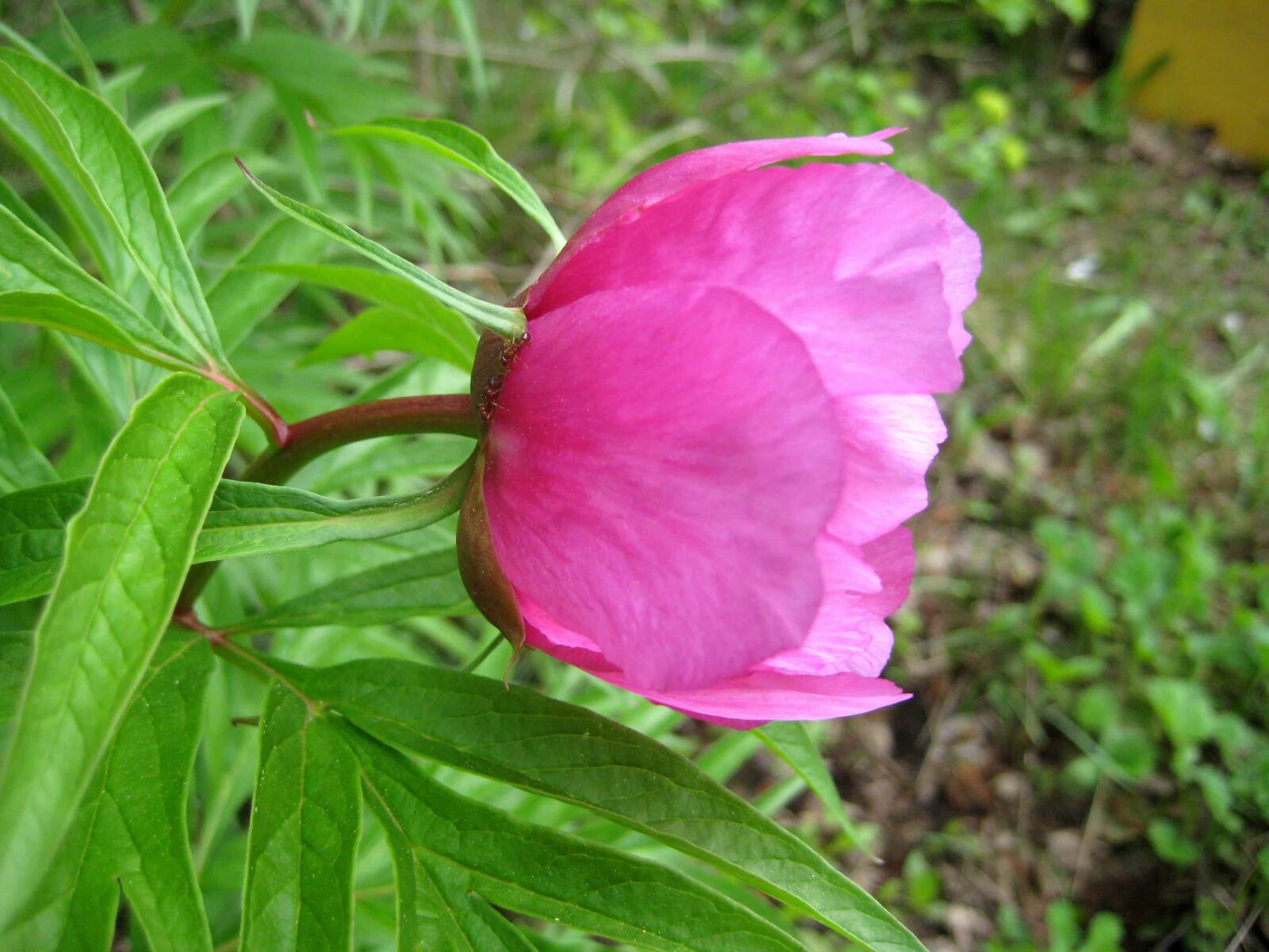 Canon DIGITAL IXUS 70 sample photo. Beautiful flowers, botany, flower photography