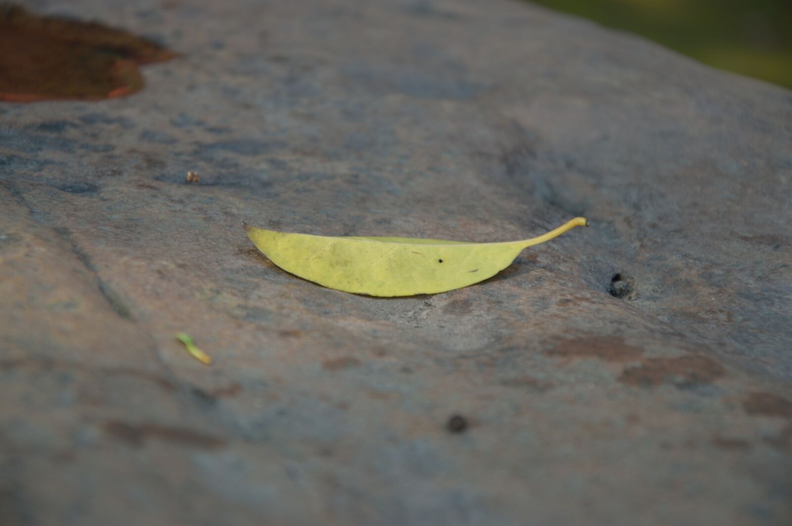 Nikon D3200 sample photo. Defoliation, leaves on the photography
