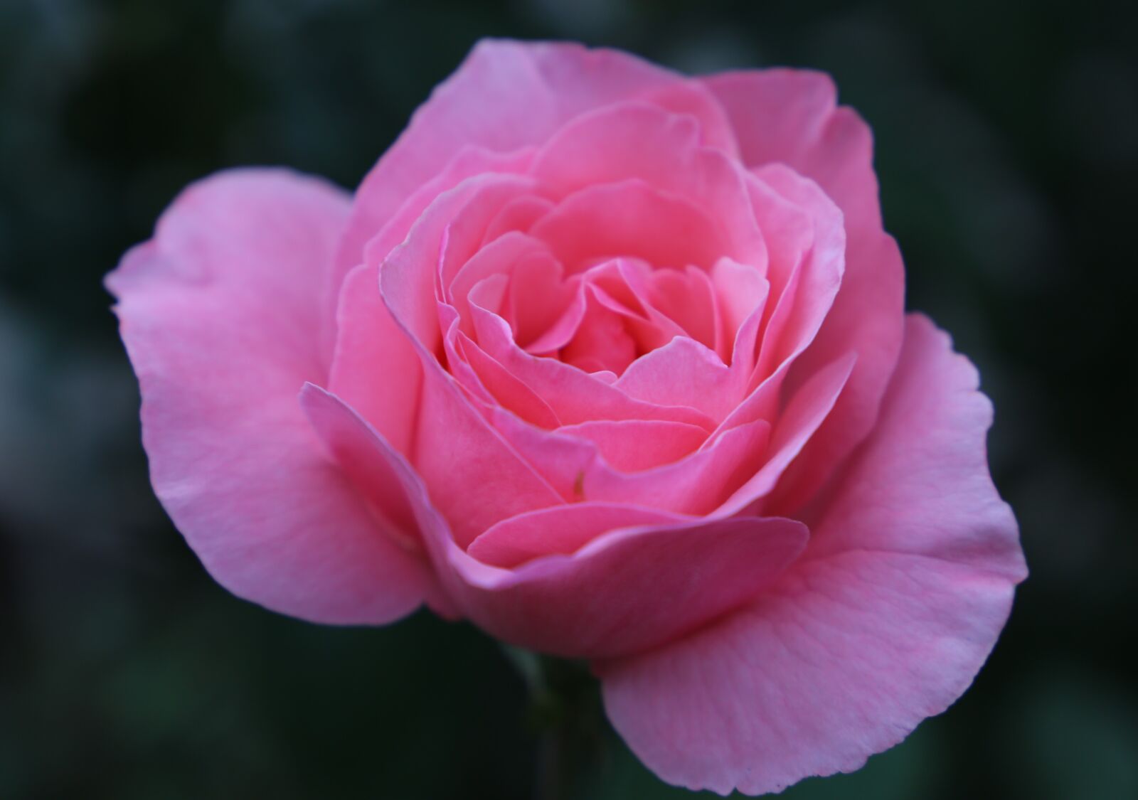 Canon EF 24-105mm F3.5-5.6 IS STM sample photo. Pink rose papillon, flower photography
