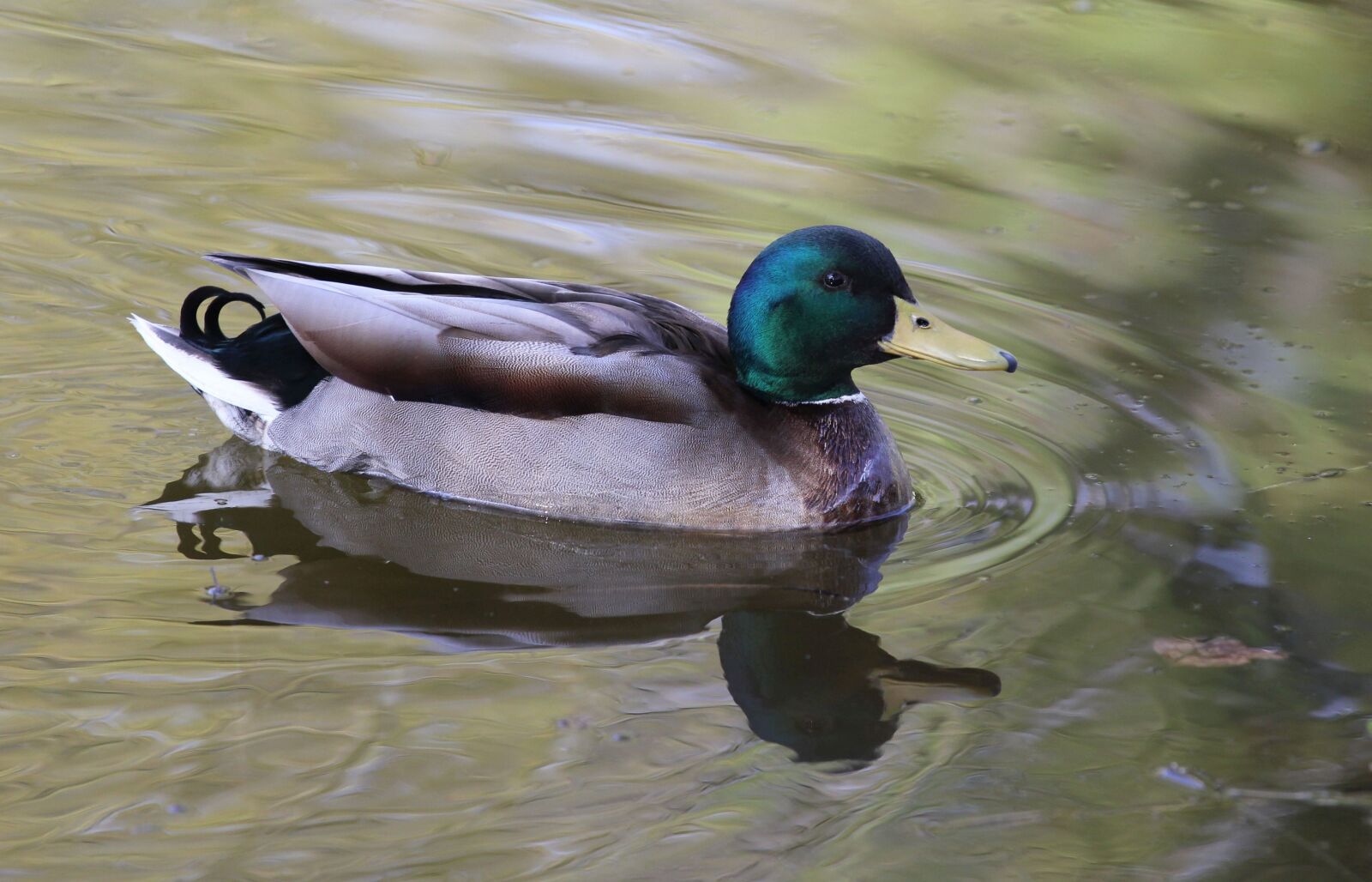 Canon EOS 60D + Canon EF 70-200mm F4L IS USM sample photo. Duck, water bird, poultry photography