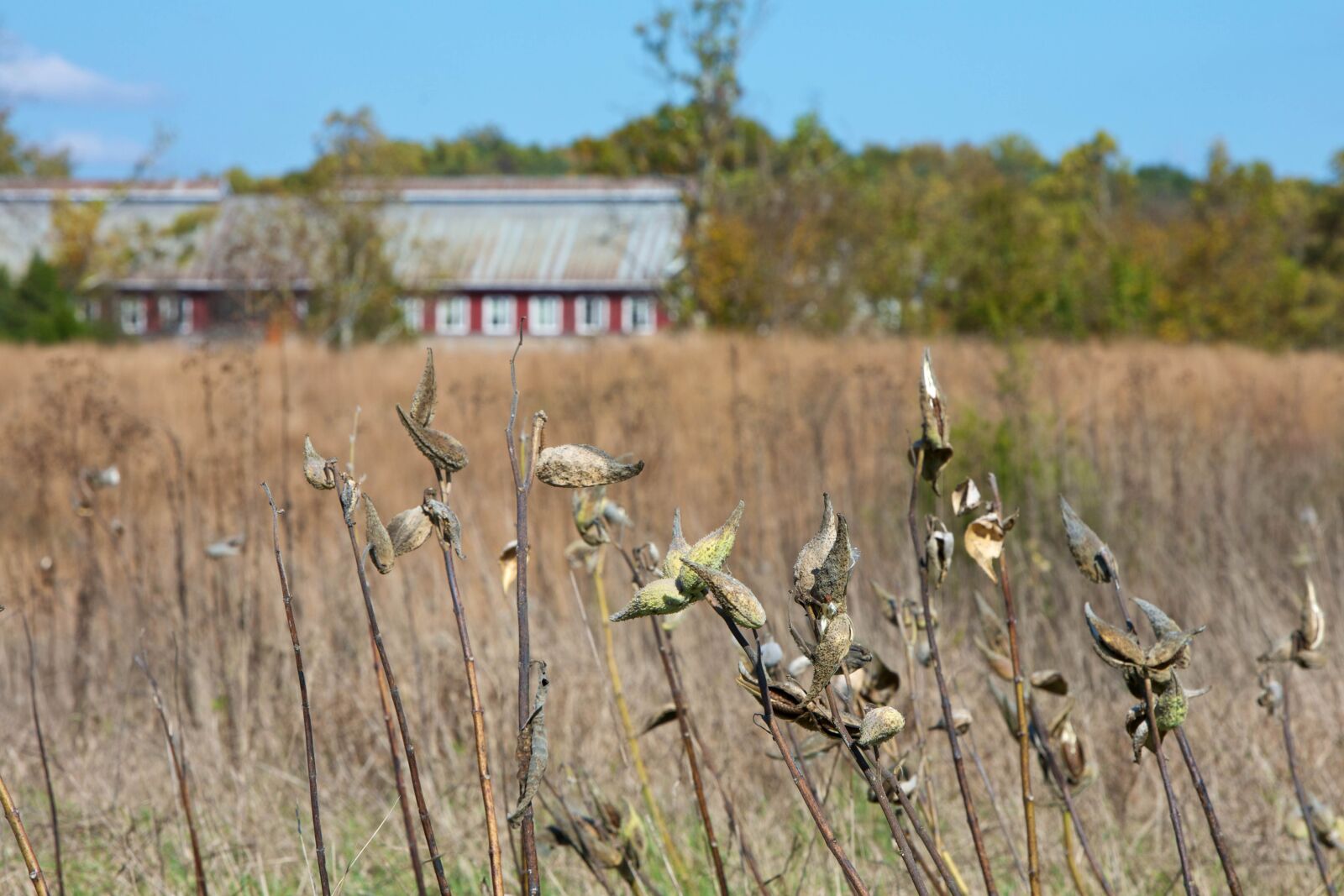 Canon EOS 5D Mark III sample photo. Grass, milkweed, barn, farm photography
