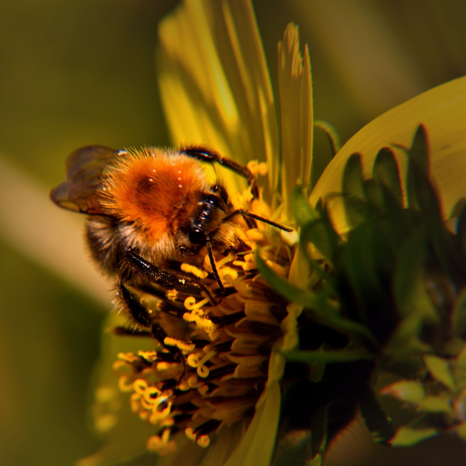 Nikon D5500 sample photo. Bee, nature, insect photography