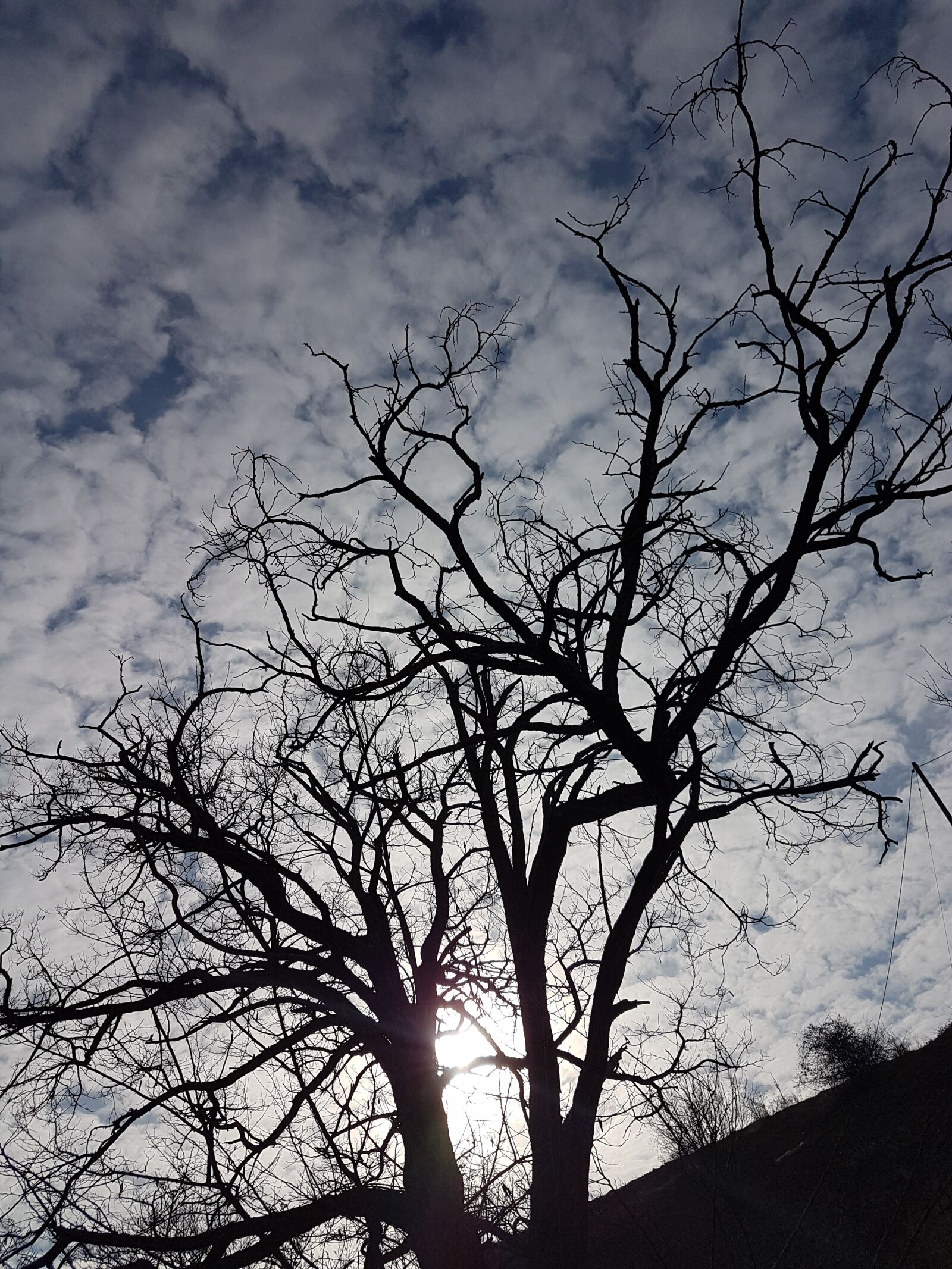 Samsung Galaxy S7 Edge sample photo. Tree, winter, cold photography