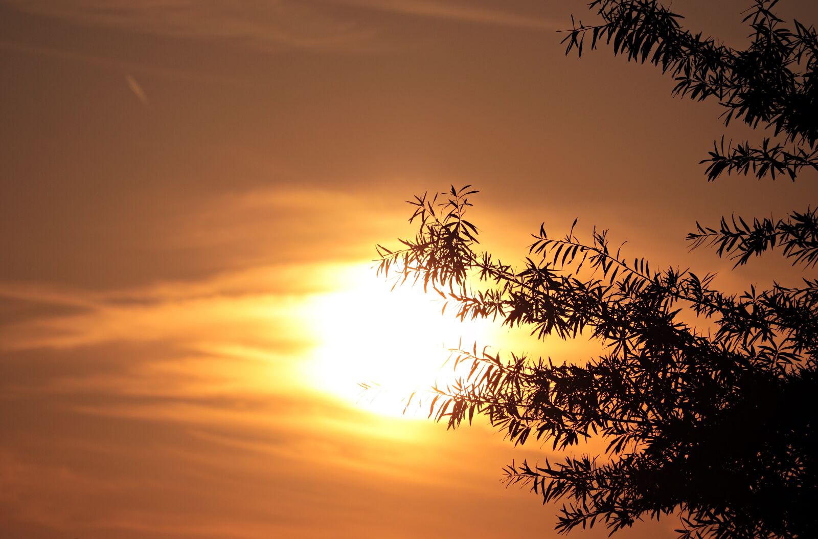 Canon EF-S 55-250mm F4-5.6 IS STM sample photo. Evening sun, sunset, tree photography