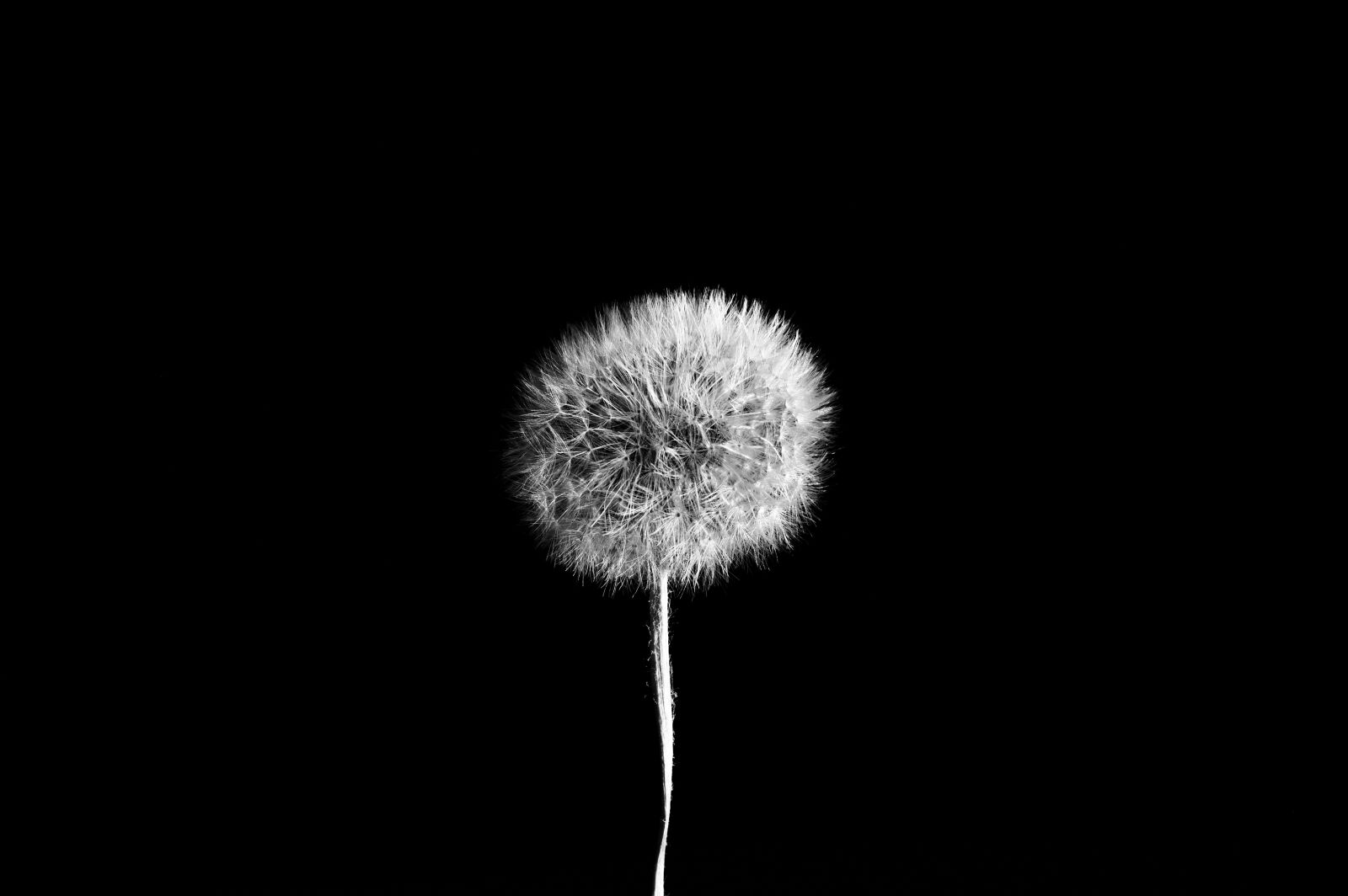 Nikon D3200 sample photo. Dandelion, nature, seed photography
