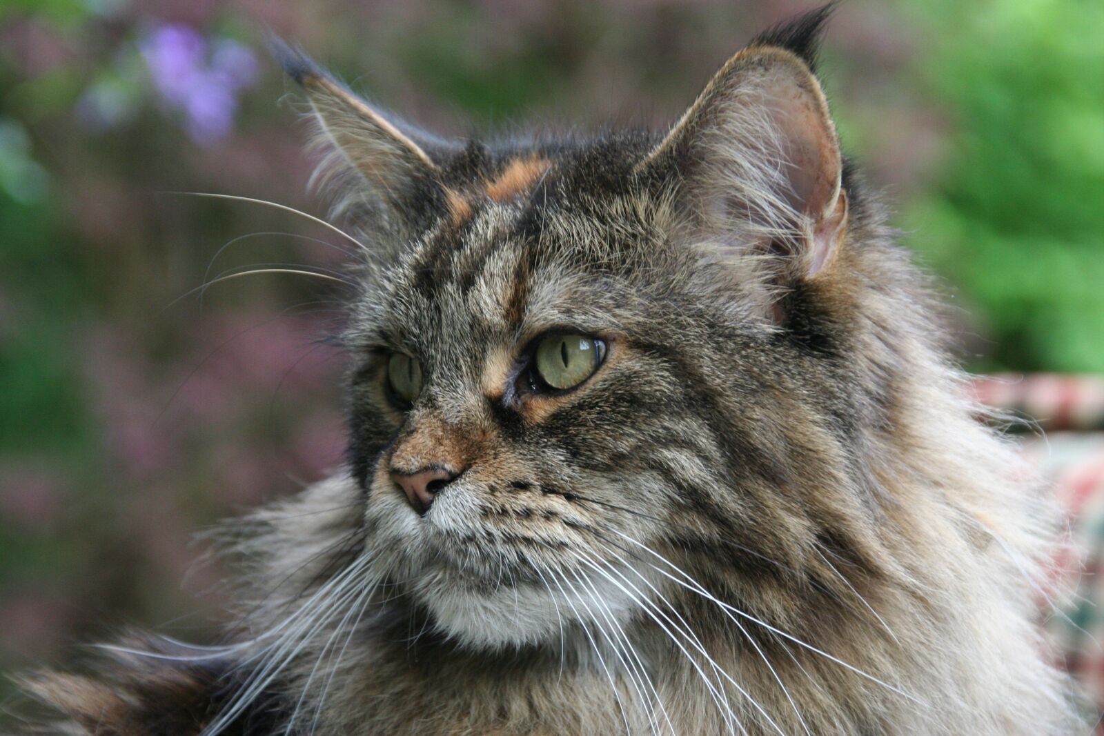 Canon EOS 350D (EOS Digital Rebel XT / EOS Kiss Digital N) sample photo. Maine coon, cat, forest photography