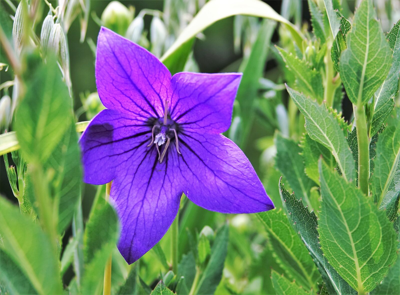 Sony Cyber-shot DSC-RX10 III sample photo. Flower, balcony flower, purple photography