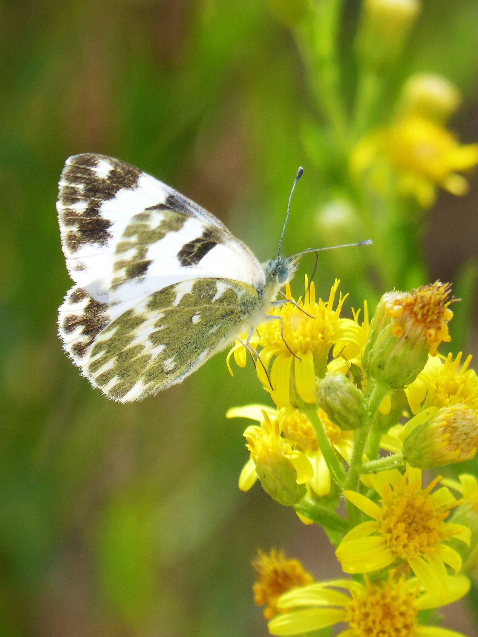 Panasonic DMC-FZ62 sample photo. Butterfly, flower, libar photography