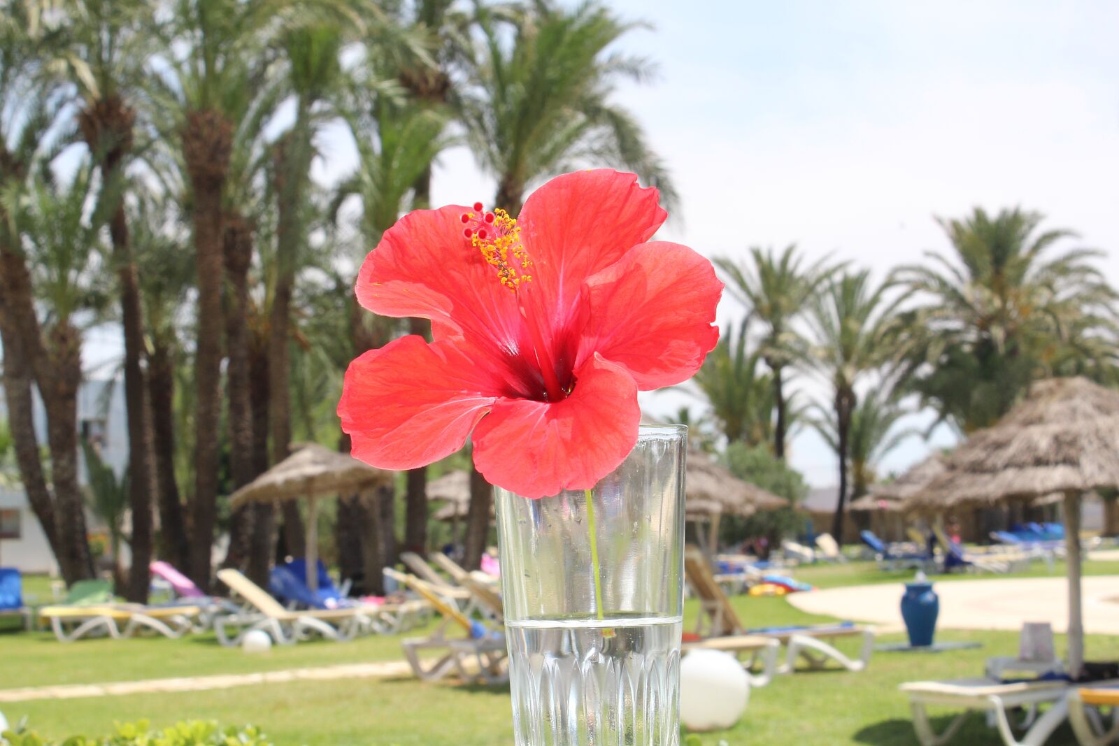 Canon EOS 600D (Rebel EOS T3i / EOS Kiss X5) sample photo. Flower, gibikus, red photography