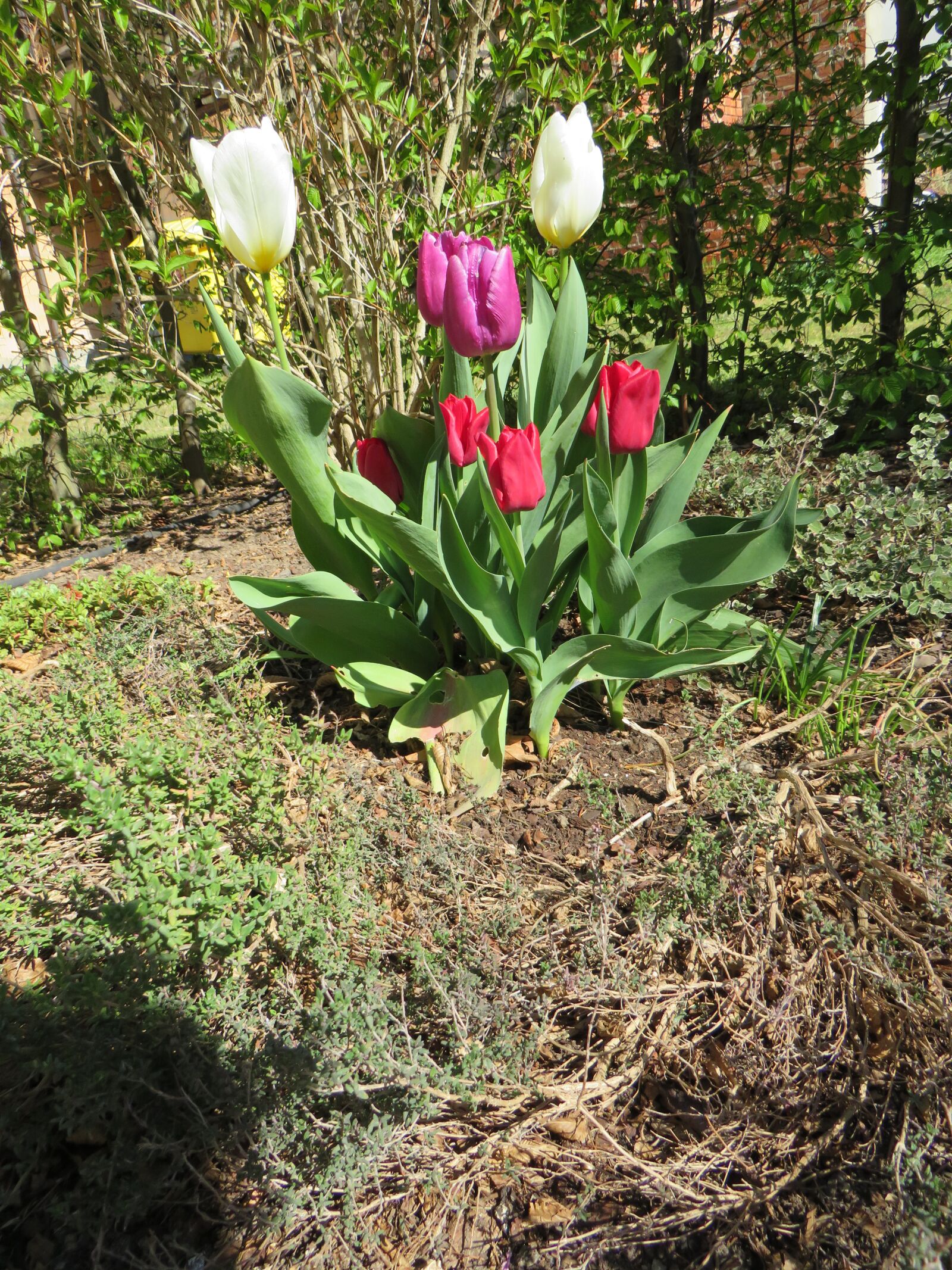 Canon PowerShot SX540 HS sample photo. Tulips, spring, flowers photography