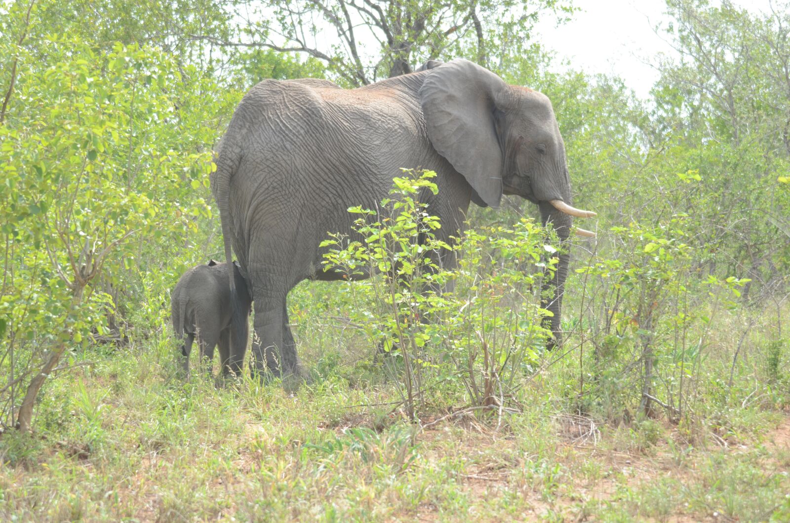 Nikon D7000 sample photo. Elephant, africa, animal photography