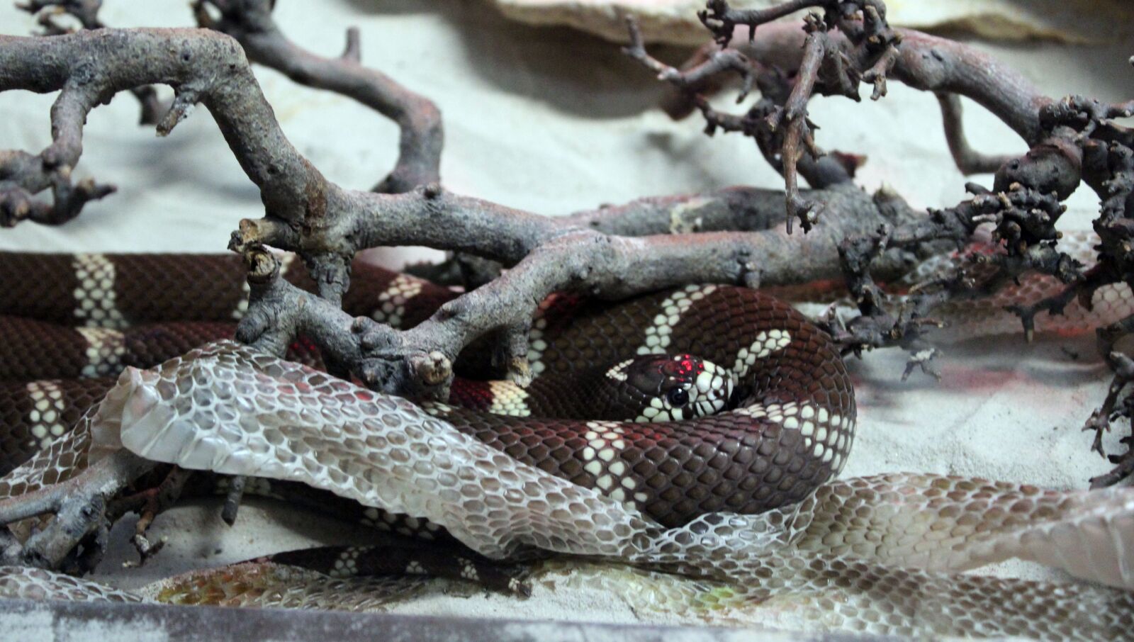 Canon EOS 1300D (EOS Rebel T6 / EOS Kiss X80) sample photo. Reptile, snake, nature photography