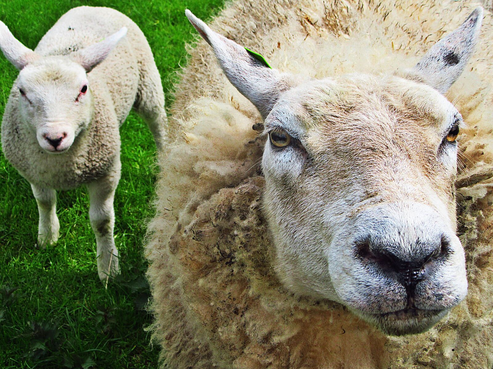 Canon PowerShot SX610 HS sample photo. Sheep, lamb, lambs photography