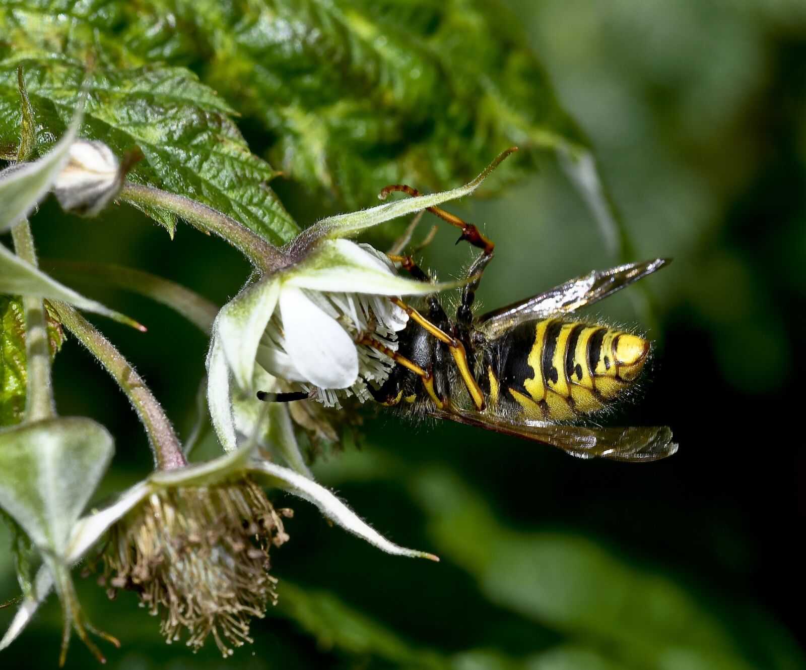 Nikon D500 sample photo. Blackberry, nature, wasp photography