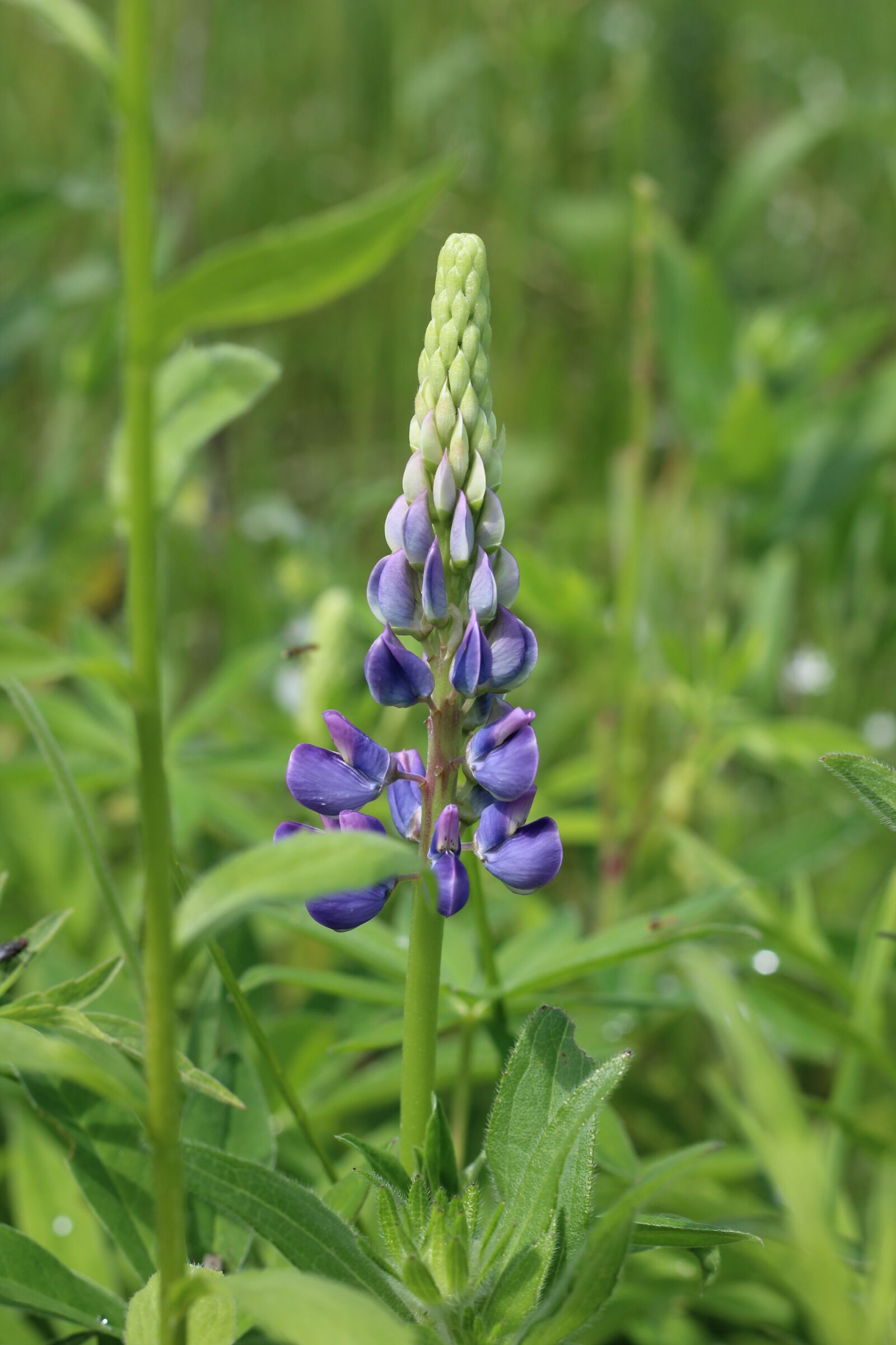 Canon EOS 1200D (EOS Rebel T5 / EOS Kiss X70 / EOS Hi) sample photo. Lupine, purple, flower photography