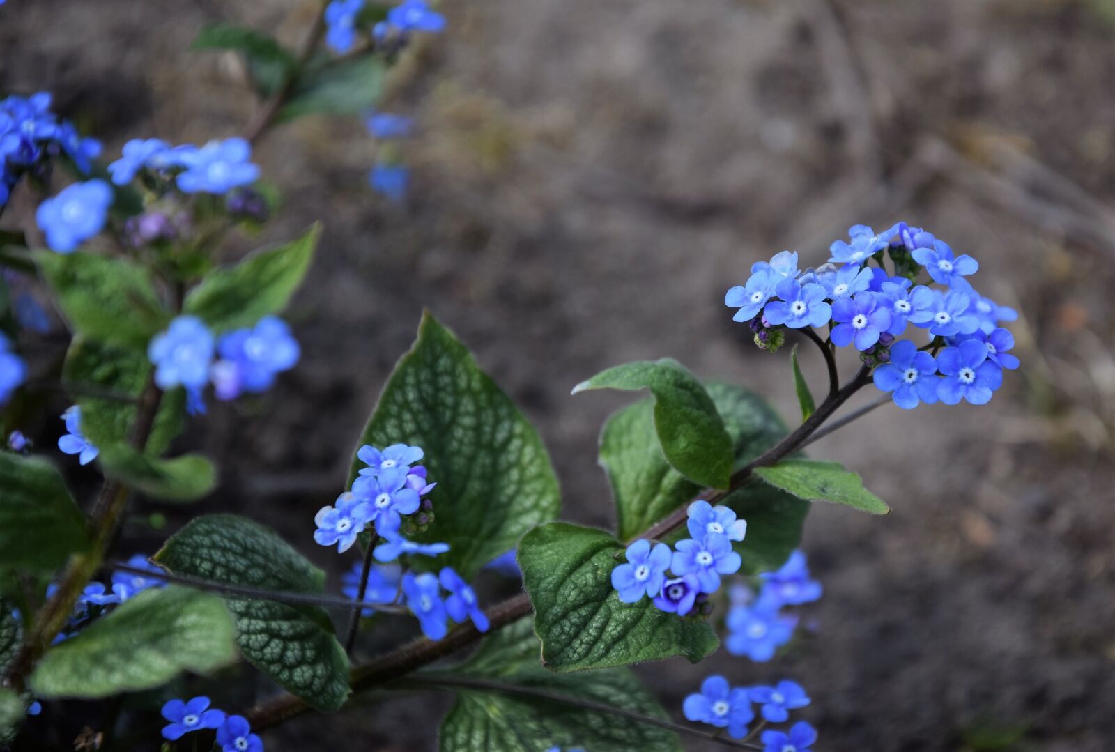 Nikon D5300 sample photo. Forget, flower, nature photography