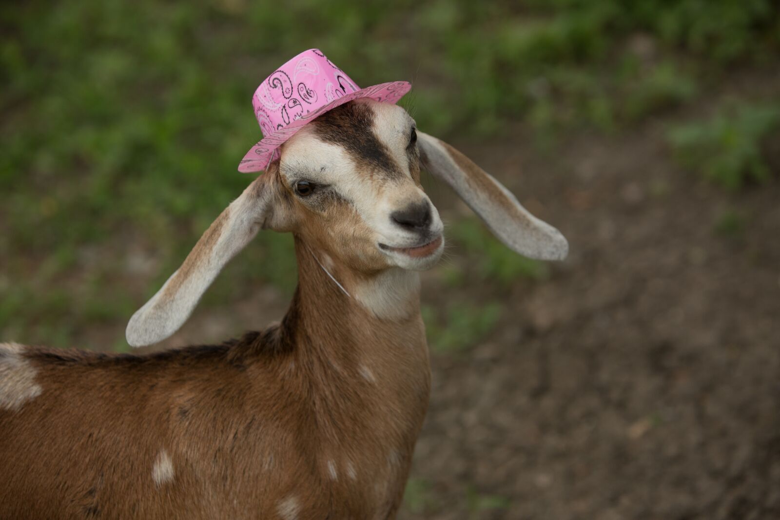 Canon EF 70-200mm F2.8L IS USM sample photo. Cute, pink, goat photography