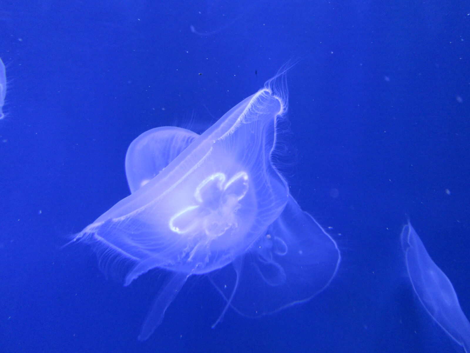Canon PowerShot A3400 IS sample photo. Jellyfish, sea, life photography