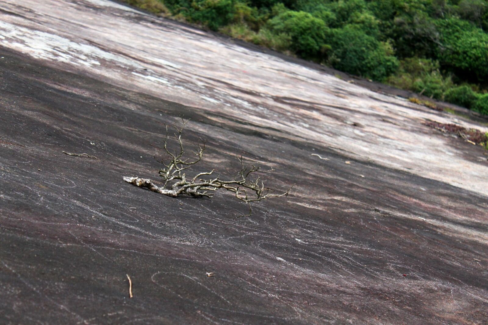 Canon EOS 1100D (EOS Rebel T3 / EOS Kiss X50) sample photo. Rock, branch, landscape photography