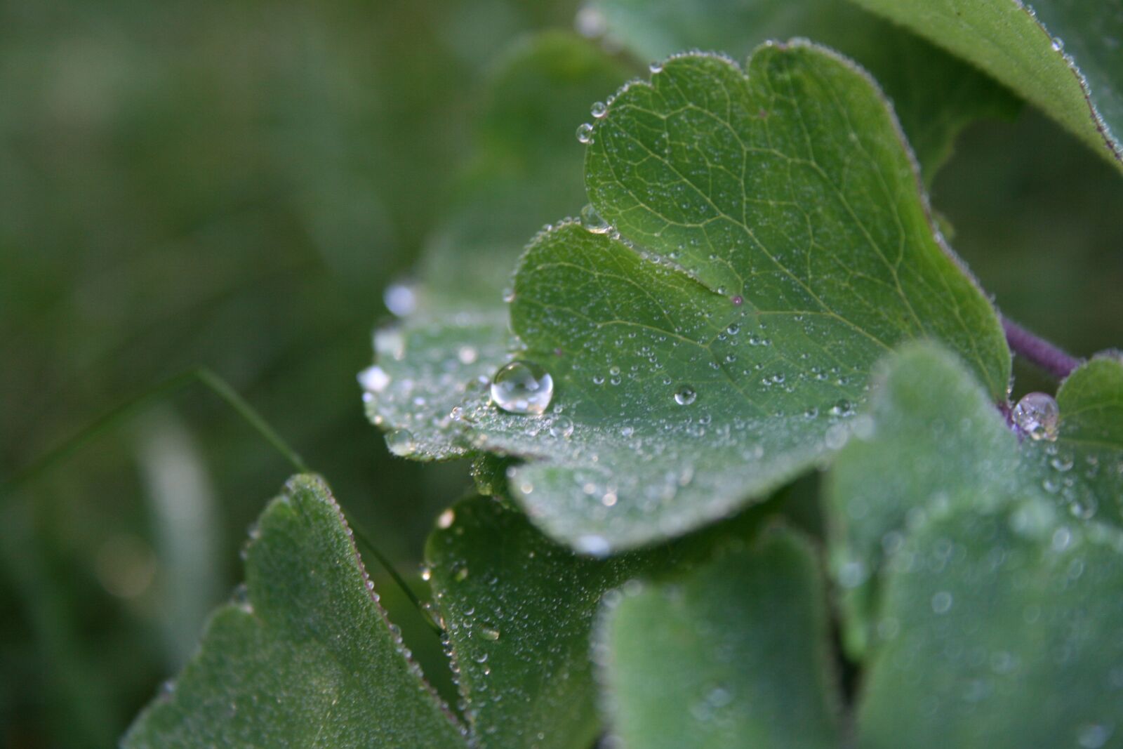 Canon EOS 400D (EOS Digital Rebel XTi / EOS Kiss Digital X) sample photo. Dewdrop, leaf, plant photography
