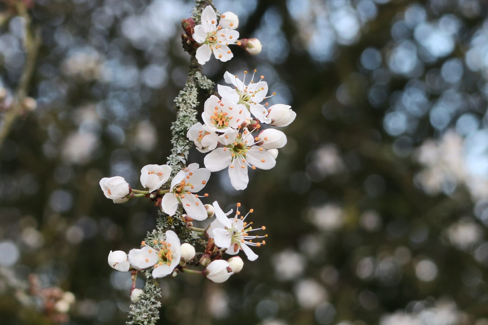 Canon PowerShot G7 X sample photo. Flowering tree, spring, flowering photography