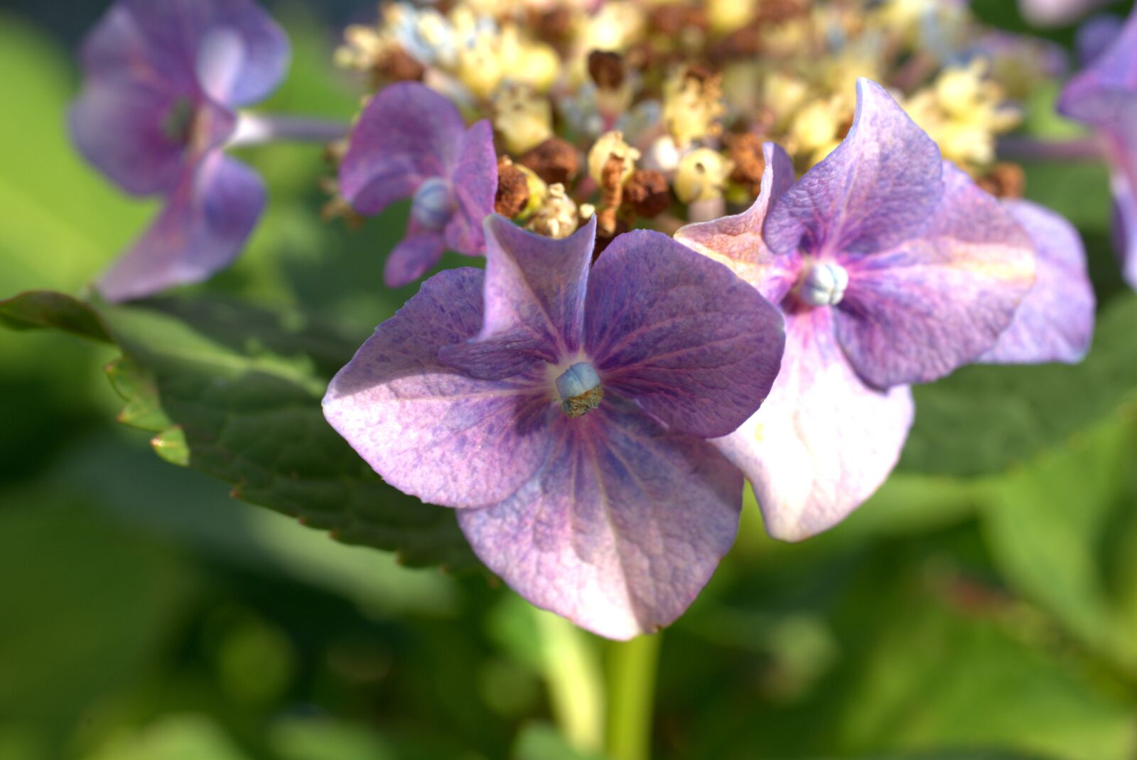 Sony a7 II + Sony FE 50mm F2.8 Macro sample photo. Hydrangea, garden, nature photography
